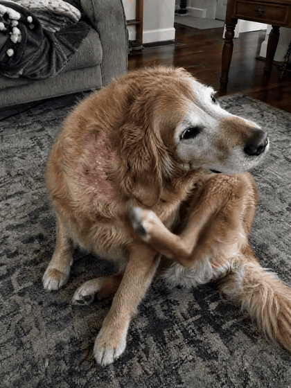 Bailey (11 years old) before