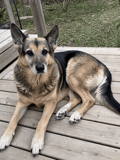 Ranger (10 years old) after