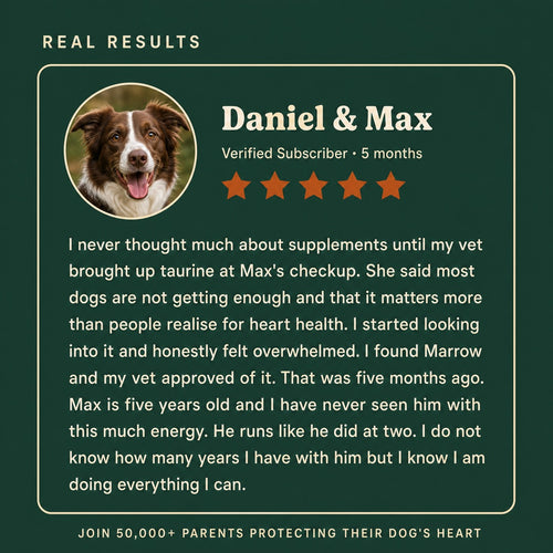 Marrow Pure Taurine for Dogs