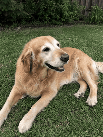 Bailey (11 years old) after