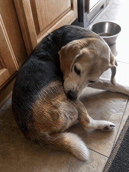Copper (12 years old) before