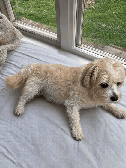 Daisy (10 years old) after