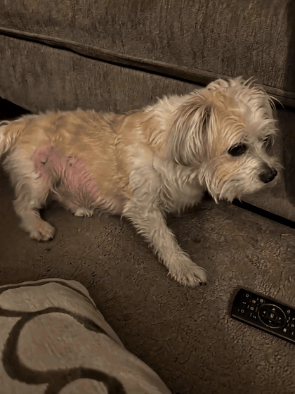 Daisy (10 years old) before