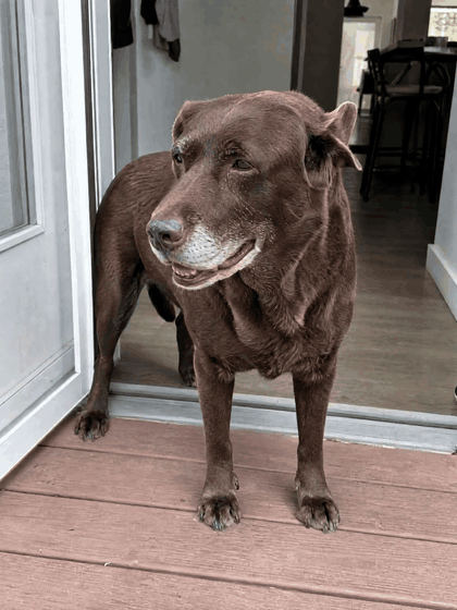 Moose (11 years old) after