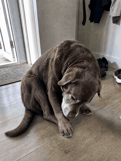 Moose (11 years old) before