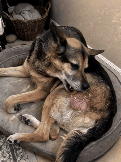 Ranger (10 years old) before