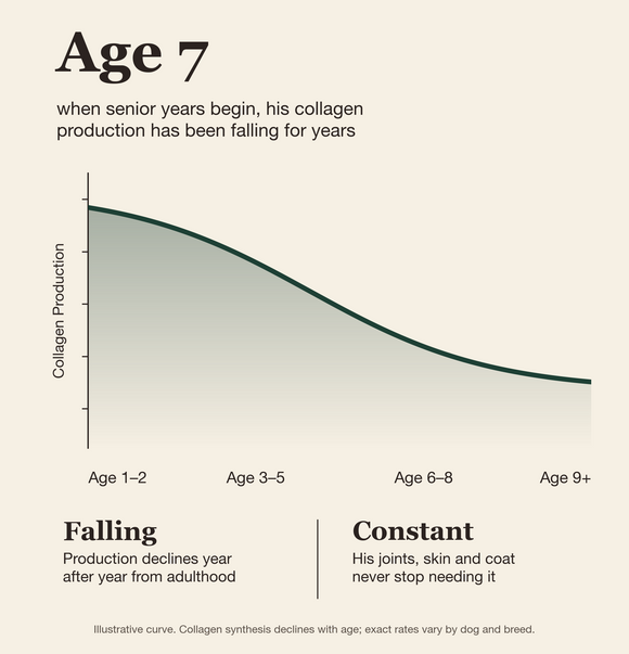 Collagen production falls with age while his joints never stop needing it