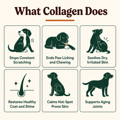 What collagen does for itchy dogs, six benefits