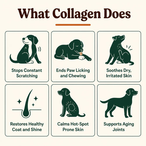 Liquid Collagen Peptides for Dogs