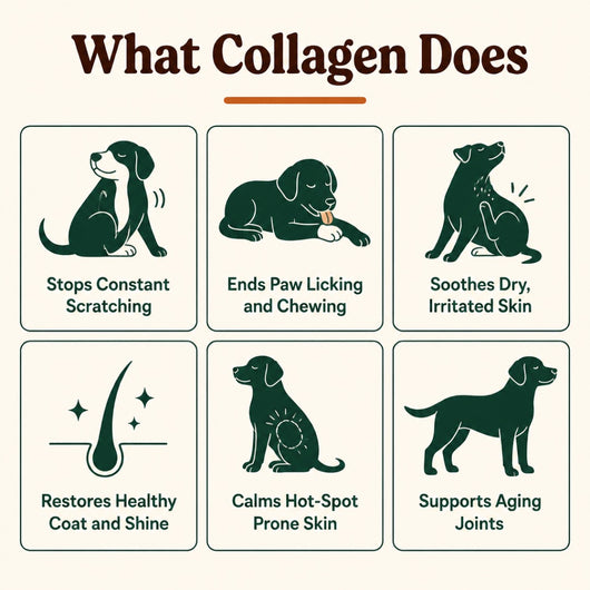 What collagen does for itchy dogs, six benefits