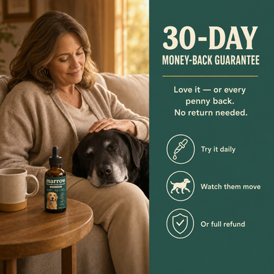 30-day money-back guarantee — senior black lab resting with owner, Marrow bottle on side table